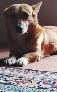 سگ واگذاری رایگان