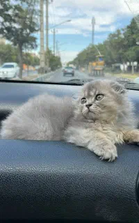 گربه نژاد دار