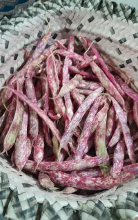لوبیا چیتی کیلویی ۲۵۰