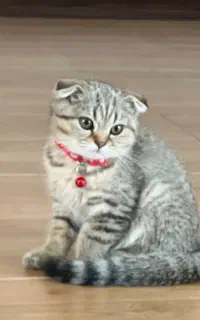 گربه اسکاتیش