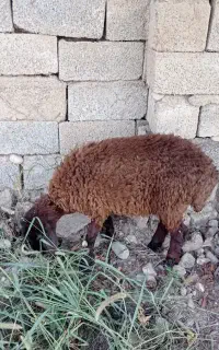 نر بره