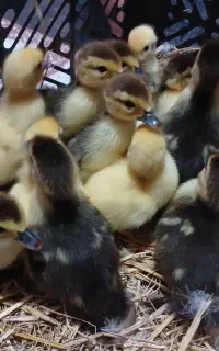 جوجه اردک اسرائیلی