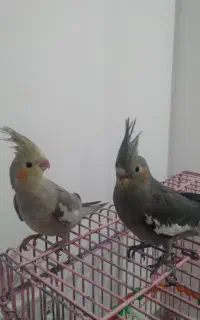 عروس هلندی
