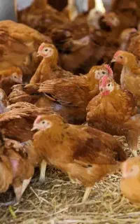 نیمچه تخمگذار گلپایگانی واکسینه
