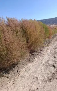 جارو فروشی