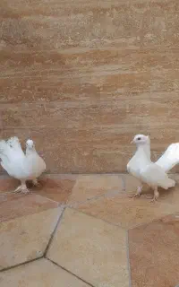 یک جفت کفتر کاکلی