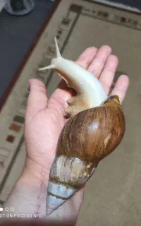 حلزون