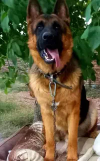 سگ ژرمن شپرد