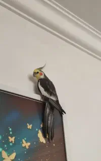 عروس هلندی سخنگو
