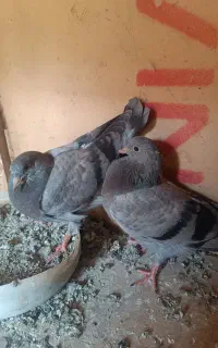 جوجه گمشده