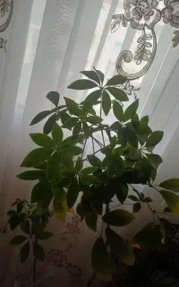 شفلرا
