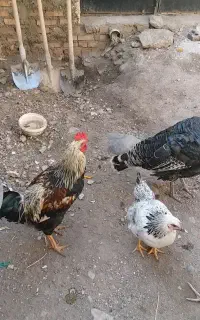 مرغ وبوقلمون