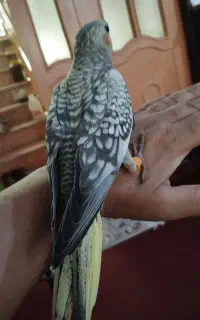 پرنده