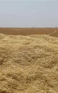 کاه گندم