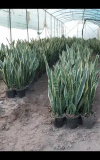 گل سانسوریا شمشیری ابلق
