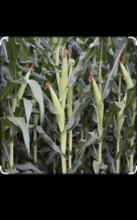 خریداری ذرت علوفه ای