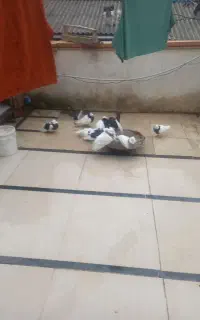کبوتردوکت