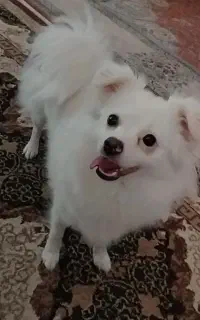 سگ گمشده