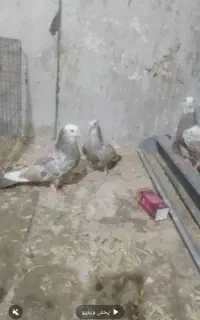 جوجه تکدوم وطوقی