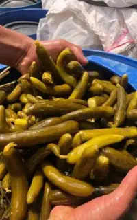 پخش عمده وخرده انواع خیارشور ونایی به قیمت تولید