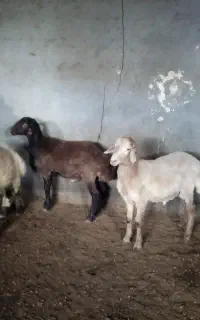 فروش بره نر صحیح وسالم