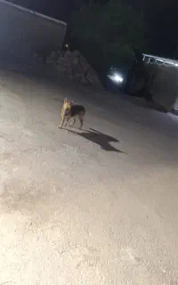 سگ‌ شرمن