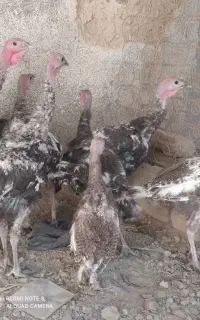 بوقلمون
