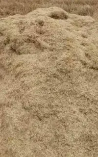 کاه گندم
