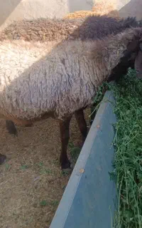 میش بره
