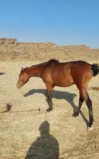 کره مادیون
