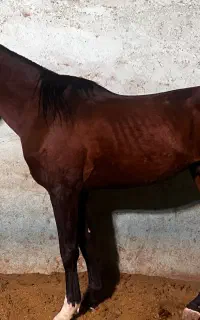 اسب فروشی نریان (معاوضه)