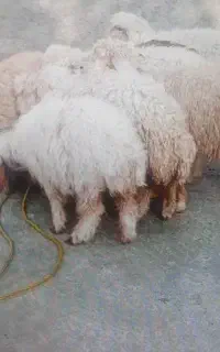 ۳تا نر ۵تا ماده  فروش جفتی
