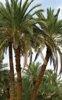 دهقانم. زمین کشاورزی