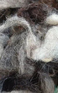 پشم گوسفند