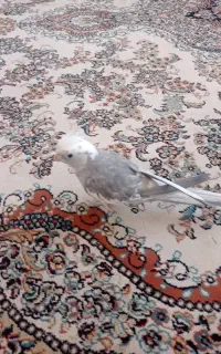عروس هلندی نر سخنگو