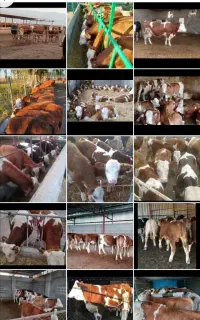 گوشتی وپرورشی باجیره غذایی