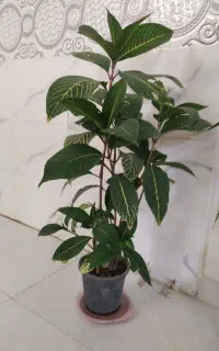 گل سانچزیا