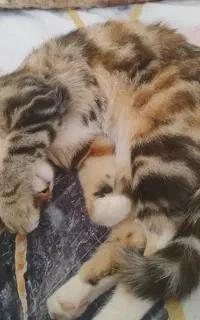 گربه ماده هفت ماهه