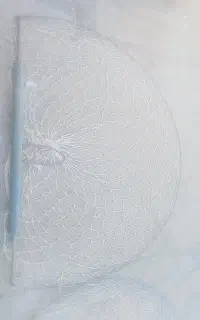 دو عدد  تله کفتر