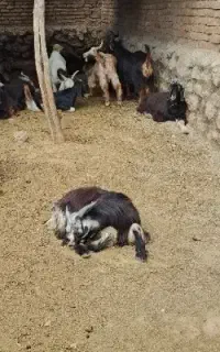 12 راس کهره نر چاق تخت