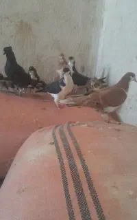 کبوتر