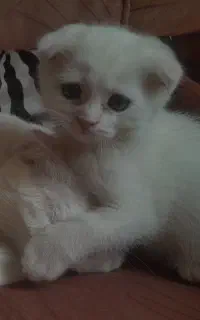 گربه پرشین برتیش