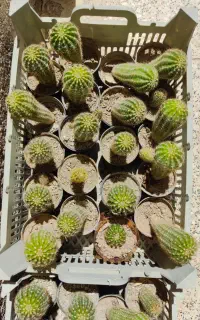 فروش کاکتوس
