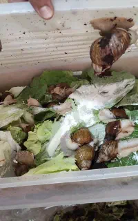 حلزون درمانی