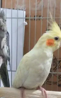 یک هدد عروس هلندی زرد گم شده