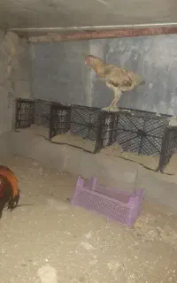 ماده مرغ درحال تخم