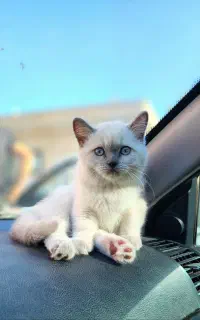 گربه گمشده
