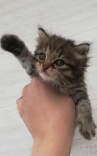 گربه