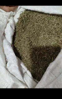 صد کیلو آویشن سوزنی