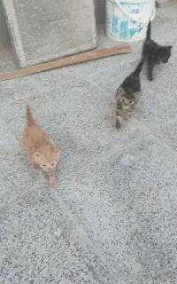 بچه گربه